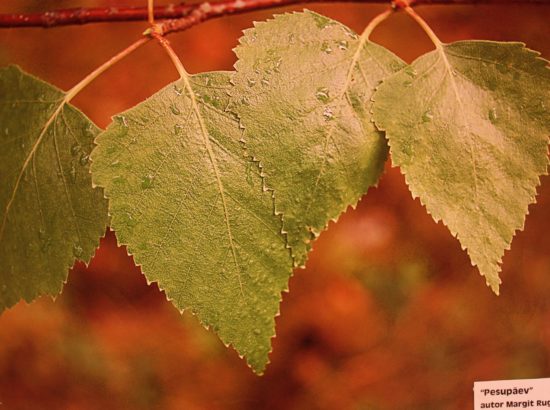 MTÜ Vaimupuu fotokonkursi "Loodusfoto 2012" võidutööde näitus